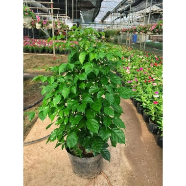 Cây hạnh phúc 80cm - Trang trí sân vườn, chậu phong thuỷ, giá ưu đãi 100.000đ 2
