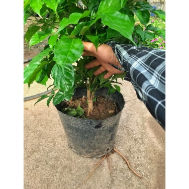Cây hạnh phúc 80cm - Trang trí sân vườn, chậu phong thuỷ, giá ưu đãi 100.000đ 3