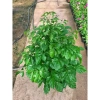 Cây hạnh phúc 80cm - Trang trí sân vườn, chậu phong thuỷ, giá ưu đãi 100.000đ 4