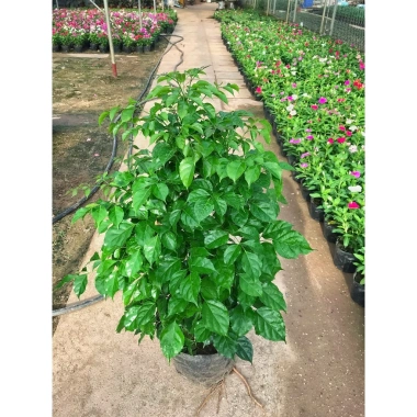 Cây hạnh phúc 80cm - Trang trí sân vườn, chậu phong thuỷ, giá ưu đãi 100.000đ 5
