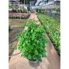 Cây hạnh phúc 80cm - Trang trí sân vườn, chậu phong thuỷ, giá ưu đãi 100.000đ 6