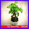 Cây hạnh phúc bonsai cao 25-30cm - cây cảnh để bàn - giá ưu đãi 125k