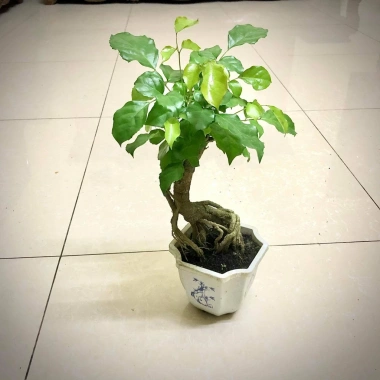 Cây hạnh phúc bonsai cao 25-30cm - cây cảnh để bàn - giá ưu đãi 125k 2