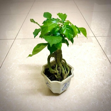 Cây hạnh phúc bonsai cao 25-30cm - cây cảnh để bàn - giá ưu đãi 125k 3