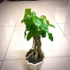 Cây hạnh phúc bonsai cao 25-30cm - cây cảnh để bàn - giá ưu đãi 125k 4