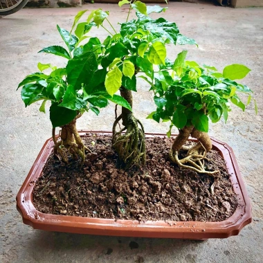 Cây hạnh phúc bonsai cao 25-30cm - cây cảnh để bàn - giá ưu đãi 125k 5