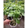 Cây hạnh phúc bonsai cao 25-30cm - cây cảnh để bàn - giá ưu đãi 125k 6