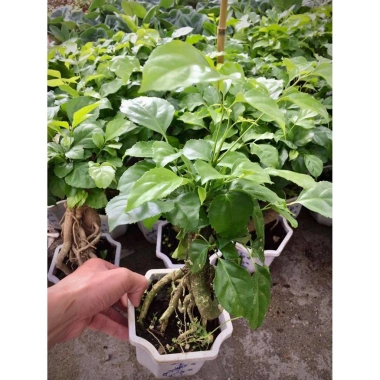 Cây hạnh phúc bonsai cao 25-30cm - cây cảnh để bàn - giá ưu đãi 125k 6