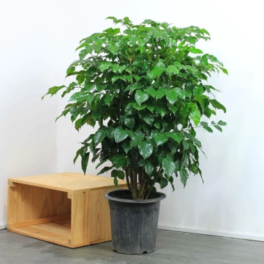 Cây hạnh phúc cao 80cm - Cây to lá xanh mướt, giá ưu đãi 49.000đ
