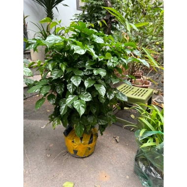 Cây hạnh phúc cao 80cm - Cây to lá xanh mướt, giá ưu đãi 49.000đ