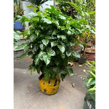 Cây hạnh phúc cao 80cm - Cây to lá xanh mướt, giá ưu đãi 49.000đ