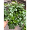 Cây hạnh phúc cao 80cm - Cây to lá xanh mướt, giá ưu đãi 49.000đ 4