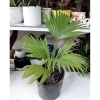 Cây hạnh phúc cao 80cm - Cây to lá xanh mướt, giá ưu đãi 49.000đ 8