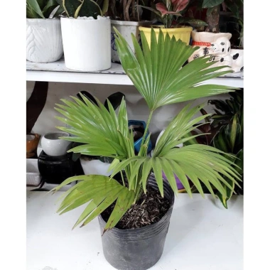 Cây hạnh phúc cao 80cm tán sum, phong thủy may mắn, giảm giá 49k 2