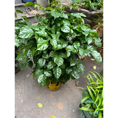 Cây hạnh phúc cao 80cm tán sum, phong thủy may mắn, giảm giá 49k 5