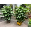 Cây hạnh phúc cao 80cm tán sum, phong thủy may mắn, giảm giá 49k 7