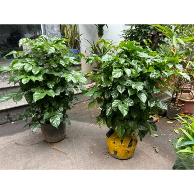 Cây hạnh phúc cao 80cm tán sum, phong thủy may mắn, giảm giá 49k 7