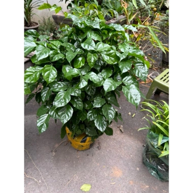 Cây hạnh phúc cao 80cm tán sum, phong thủy may mắn, giảm giá 49k 8
