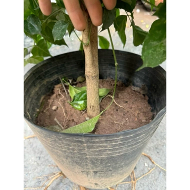 Cây hạnh phúc cao 80cm tán sum, phong thủy may mắn, giảm giá 49k 9
