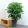 Cây hạnh phúc cao 80cm tán sum, phong thủy may mắn, giảm giá 49k 10