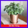 Cây Hổ Nhĩ Trắng Pilea Cadierei Aluminum - Cây cảnh để bàn, giảm giá 25.000 VND