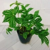 Cây Hổ Nhĩ Trắng Pilea Cadierei Aluminum - Cây cảnh để bàn, giảm giá 25.000 VND 2