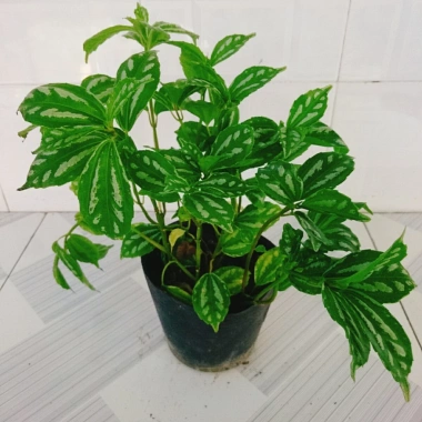 Cây Hổ Nhĩ Trắng Pilea Cadierei Aluminum - Cây cảnh để bàn, giảm giá 25.000 VND 2