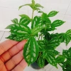 Cây Hổ Nhĩ Trắng Pilea Cadierei Aluminum - Cây cảnh để bàn, giảm giá 25.000 VND 3