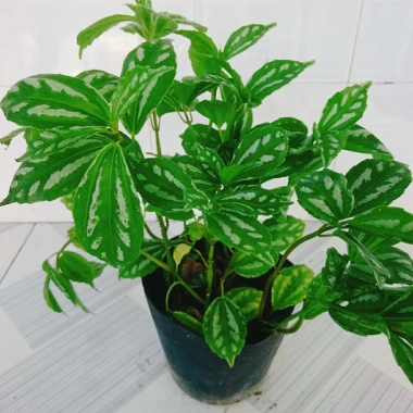 Cây Hổ Nhĩ Trắng Pilea Cadierei Aluminum - Cây cảnh để bàn, giảm giá 25.000 VND 4