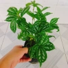 Cây Hổ Nhĩ Trắng Pilea Cadierei Aluminum - Cây cảnh để bàn, giảm giá 25.000 VND 5