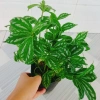 Cây Hổ Nhĩ Trắng Pilea Cadierei Aluminum - Cây cảnh để bàn, giảm giá 25.000 VND 6