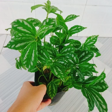 Cây Hổ Nhĩ Trắng Pilea Cadierei Aluminum - Cây cảnh để bàn, giảm giá 25.000 VND 6
