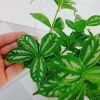 Cây Hổ Nhĩ Trắng Pilea Cadierei Aluminum - Cây cảnh để bàn, giảm giá 25.000 VND 7