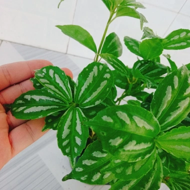 Cây Hổ Nhĩ Trắng Pilea Cadierei Aluminum - Cây cảnh để bàn, giảm giá 25.000 VND 7