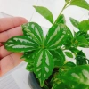 Cây Hổ Nhĩ Trắng Pilea Cadierei Aluminum - Cây cảnh để bàn, giảm giá 25.000 VND 8