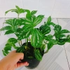 Cây Hổ Nhĩ Trắng Pilea Cadierei Aluminum - Cây cảnh để bàn, giảm giá 25.000 VND 9
