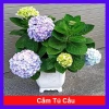 Cây hoa cẩm tú cầu - Cây cảnh đẹp, đổi màu theo độ pH, giá chỉ 35.000₫
