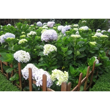 Cây hoa cẩm tú cầu - Cây cảnh đẹp, đổi màu theo độ pH, giá chỉ 35.000₫ 2 Cây hoa cẩm tú cầu - Cây cảnh đẹp, đổi màu theo độ pH, giá chỉ 35.000₫ 2