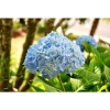 Cây hoa cẩm tú cầu - Cây cảnh đẹp, đổi màu theo độ pH, giá chỉ 35.000₫ 3