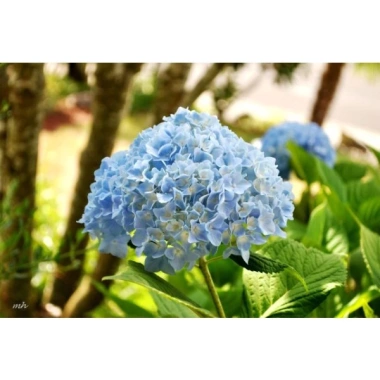 Cây hoa cẩm tú cầu - Cây cảnh đẹp, đổi màu theo độ pH, giá chỉ 35.000₫ 3 Cây hoa cẩm tú cầu - Cây cảnh đẹp, đổi màu theo độ pH, giá chỉ 35.000₫ 3