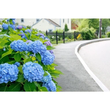 Cây hoa cẩm tú cầu - Cây cảnh đẹp, đổi màu theo độ pH, giá chỉ 35.000₫