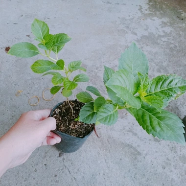 Cây hoa cẩm tú cầu - Cây cảnh đẹp, đổi màu theo độ pH, giá chỉ 35.000₫ 6 Cây hoa cẩm tú cầu - Cây cảnh đẹp, đổi màu theo độ pH, giá chỉ 35.000₫ 6