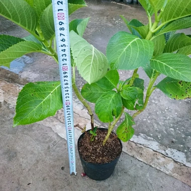 Cây hoa cẩm tú cầu - Cây cảnh đẹp, đổi màu theo độ pH, giá chỉ 35.000₫