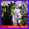 Cây Hoa Cát Đằng dây leo - Cây cảnh sân vườn, giá chỉ 35.000đ, giảm từ 45.500đ, dễ trồng, hoa đẹp, xanh mát