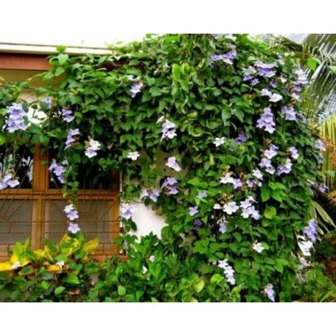 Cây Hoa Cát Đằng dây leo - Cây cảnh sân vườn, giá chỉ 35.000đ, giảm từ 45.500đ, dễ trồng, hoa đẹp, xanh mát 2