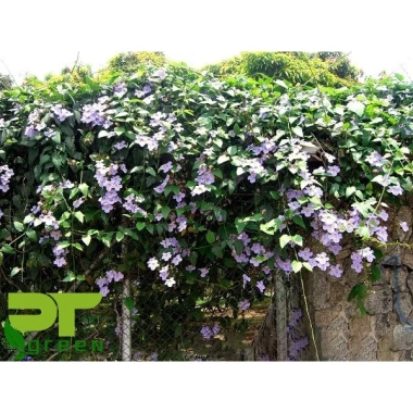 Cây Hoa Cát Đằng dây leo - Cây cảnh sân vườn, giá chỉ 35.000đ, giảm từ 45.500đ, dễ trồng, hoa đẹp, xanh mát 3