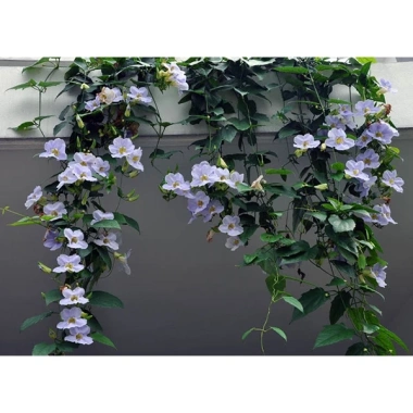 Cây Hoa Cát Đằng dây leo - Cây cảnh sân vườn, giá chỉ 35.000đ, giảm từ 45.500đ, dễ trồng, hoa đẹp, xanh mát 4