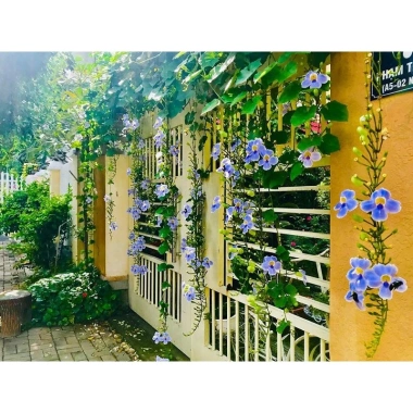 Cây Hoa Cát Đằng dây leo - Cây cảnh sân vườn, giá chỉ 35.000đ, giảm từ 45.500đ, dễ trồng, hoa đẹp, xanh mát 7