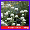 Cây Hoa Cúc Bách Nhật Trắng - Cây Cảnh Trang Trí Sân Vườn, Giá Ưu Đãi 45.000 VND