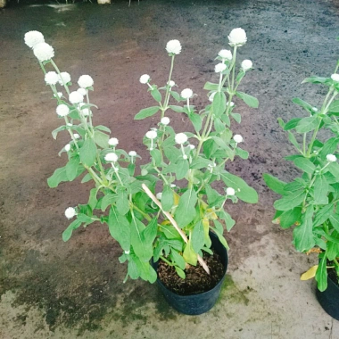 Cây Hoa Cúc Bách Nhật Trắng - Cây Cảnh Trang Trí Sân Vườn, Giá Ưu Đãi 45.000 VND 2